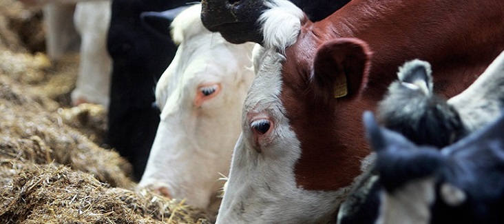 Cows eating