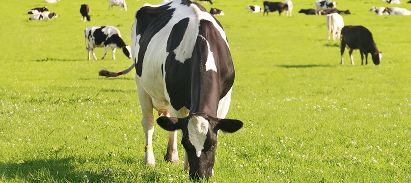 Cows in field